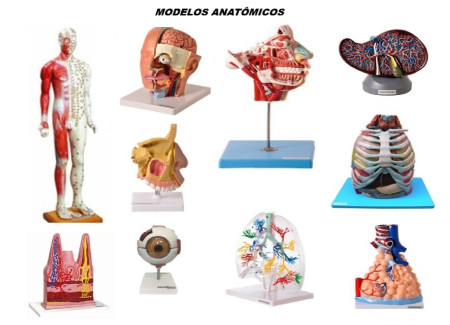 VÁRIOS TIPOS DE MODELOS ANATÔMICOS